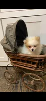 Jenny, a female Pomeranian for sale in Pell City, AL – Photo 1 of 4