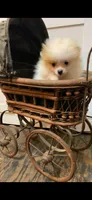 Jenny, a female Pomeranian for sale in Pell City, AL – Photo 2 of 4