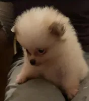 Jenny, a female Pomeranian for sale in Pell City, AL – Photo 4 of 4