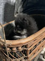 TINY Qunitard, a male Pomeranian for sale in Pell City, AL – Photo 6 of 8