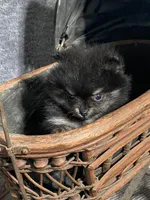TINY Qunitard, a male Pomeranian for sale in Pell City, AL – Photo 4 of 8