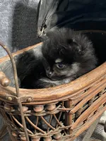 TINY Qunitard, a male Pomeranian for sale in Pell City, AL – Photo 2 of 8