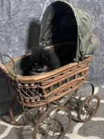 TINY Qunitard, a male Pomeranian for sale in Pell City, AL – Photo 5 of 8