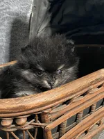 TINY Qunitard, a male Pomeranian for sale in Pell City, AL – Photo 3 of 8