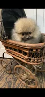 El Chappo, a male Pomeranian for sale in Pell City, AL – 2 of 3