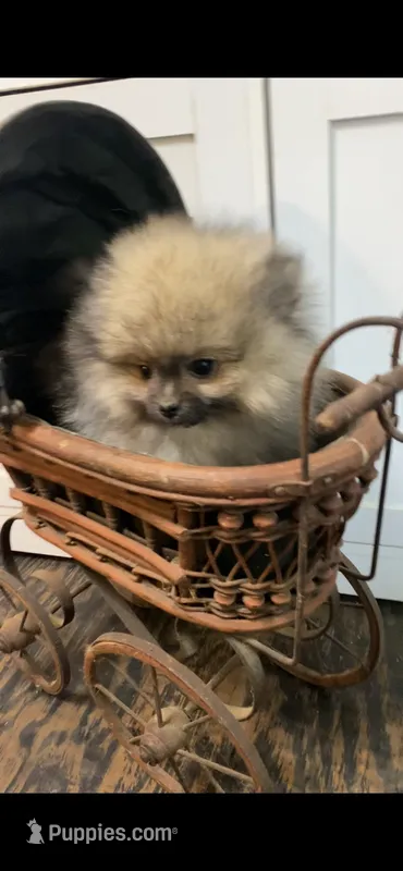 El Chappo – Pomeranian puppy for sale in Pell City, AL