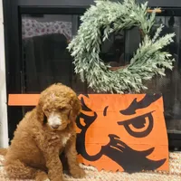 Dark boy, a male Goldendoodle for sale in Yale, OK – Photo 2 of 2