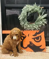 Dark boy, a male Double Doodle for sale in Yale, OK – Photo 2 of 2