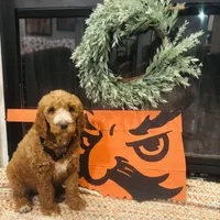 Dark boy, a male Goldendoodle for sale in Yale, OK – Photo 1 of 2