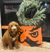 Dark boy, a male Double Doodle for sale in Yale, OK – Photo 1 of 2