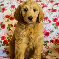 Baby girl, a female Goldendoodle for sale in Yale, OK – Photo 3 of 4