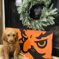 Baby girl, a female Goldendoodle for sale in Yale, OK – Photo 1 of 4