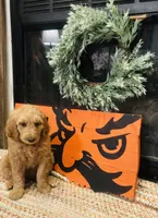 Baby girl, a female Double Doodle for sale in Yale, OK – Photo 1 of 3