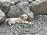 Baby girl, a female Double Doodle for sale in Yale, OK – Photo 3 of 3
