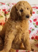 Baby girl, a female Goldendoodle for sale in Yale, OK – Photo 2 of 4