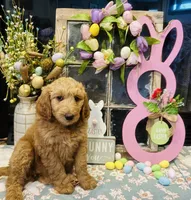 Baby girl, a female Goldendoodle for sale in Yale, OK – Photo 4 of 4
