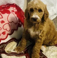 Boy black , a male Goldendoodle for sale in Yale, OK – Photo 6 of 7