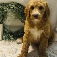 Boy black , a male Goldendoodle for sale in Yale, OK – Photo 2 of 4