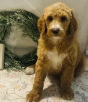 Boy black , a male Double Doodle for sale in Yale, OK – Photo 2 of 4