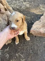 Boy black , a male Goldendoodle for sale in Yale, OK – Photo 5 of 7