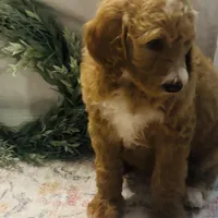 Boy black , a male Goldendoodle for sale in Yale, OK – Photo 1 of 4