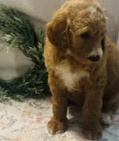 Boy black , a male Double Doodle for sale in Yale, OK – Photo 1 of 4