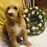 Boy black , a male Goldendoodle for sale in Yale, OK – Photo 4 of 4
