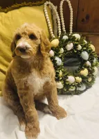 Boy black , a male Double Doodle for sale in Yale, OK – Photo 4 of 4