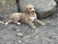 Boy black , a male Goldendoodle for sale in Yale, OK – Photo 7 of 7