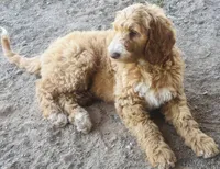 Muffin, a male Goldendoodle and Labradoodle for sale in Cushing, OK – Photo 2 of 4