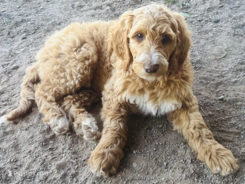 Muffin – Goldendoodle, Labradoodle puppy for sale in Cushing, OK