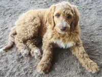 Muffin, a male Goldendoodle and Labradoodle for sale in Cushing, OK – Photo 1 of 4