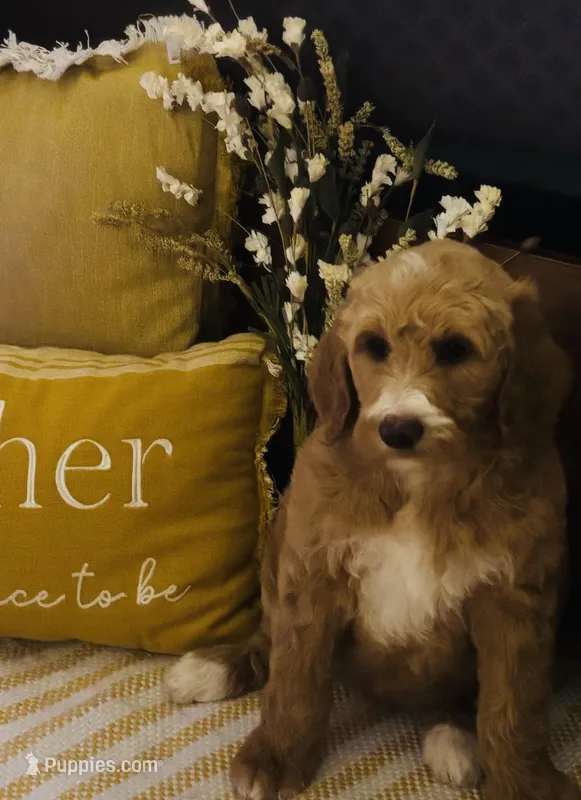 Boy black  – Goldendoodle puppy for sale in Yale, OK