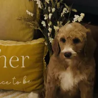 Boy black , a male Goldendoodle for sale in Yale, OK – Photo 3 of 4