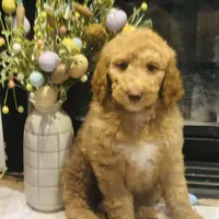 Boy green, a male Goldendoodle for sale in Yale, OK – Photo 5 of 5