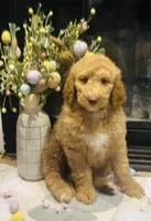 Boy green, a male Double Doodle for sale in Yale, OK – Photo 5 of 5