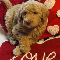 Boy green, a male Goldendoodle for sale in Yale, OK – Photo 1 of 5