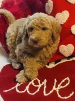 Boy green, a male Double Doodle for sale in Yale, OK – Photo 1 of 5