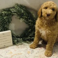 Boy green, a male Goldendoodle for sale in Yale, OK – Photo 2 of 5