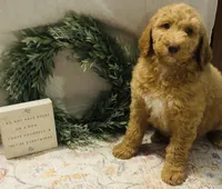 Boy green, a male Double Doodle for sale in Yale, OK – Photo 2 of 5