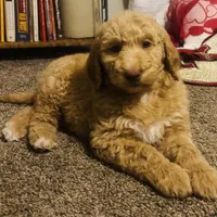 Boy green, a male Goldendoodle for sale in Yale, OK – Photo 4 of 5