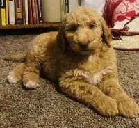 Boy green, a male Double Doodle for sale in Yale, OK – Photo 4 of 5