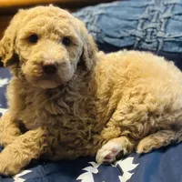 Boy green, a male Goldendoodle for sale in Yale, OK – Photo 3 of 5