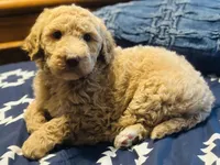 Boy green, a male Double Doodle for sale in Yale, OK – Photo 3 of 5