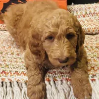 Boy red, a female Goldendoodle for sale in Yale, OK – Photo 1 of 4