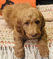 Boy red, a female Double Doodle for sale in Yale, OK – Photo 1 of 5