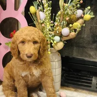 Boy red, a female Goldendoodle for sale in Yale, OK – Photo 4 of 4