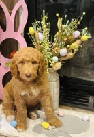 Boy red, a female Double Doodle for sale in Yale, OK – Photo 5 of 5