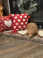 Boy red, a male Goldendoodle for sale in Yale, OK – Photo 5 of 5