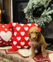 Boy red, a female Double Doodle for sale in Yale, OK – Photo 3 of 5